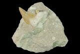 Bargain, Otodus Shark Tooth Fossil in Rock - Eocene #139926-1